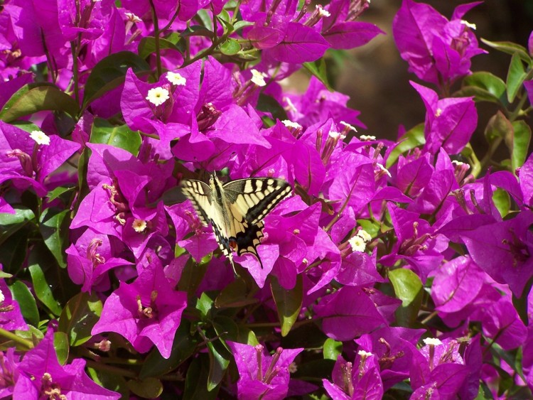 Wallpapers Nature Flowers Bougainvillier