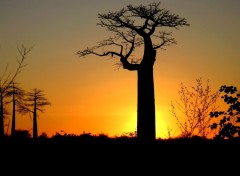 Fonds d'cran Nature Baobab o coucher du soleil