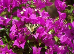 Wallpapers Nature Bougainvillier