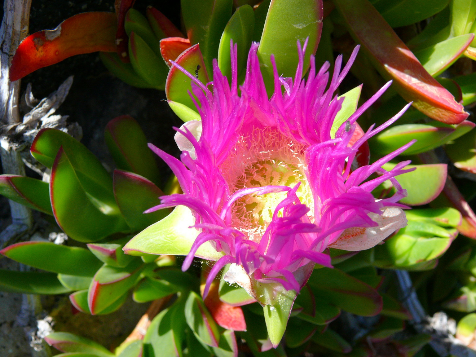 Fonds d'cran Nature Cactus GRECE  MAI  2007