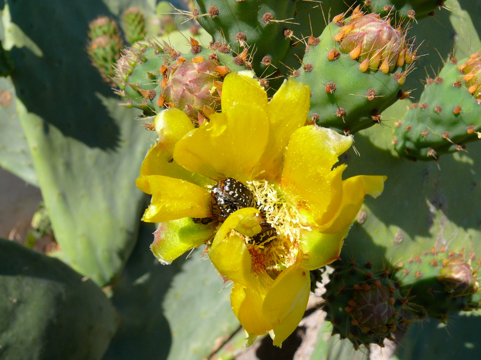 Fonds d'cran Nature Cactus gaillardes