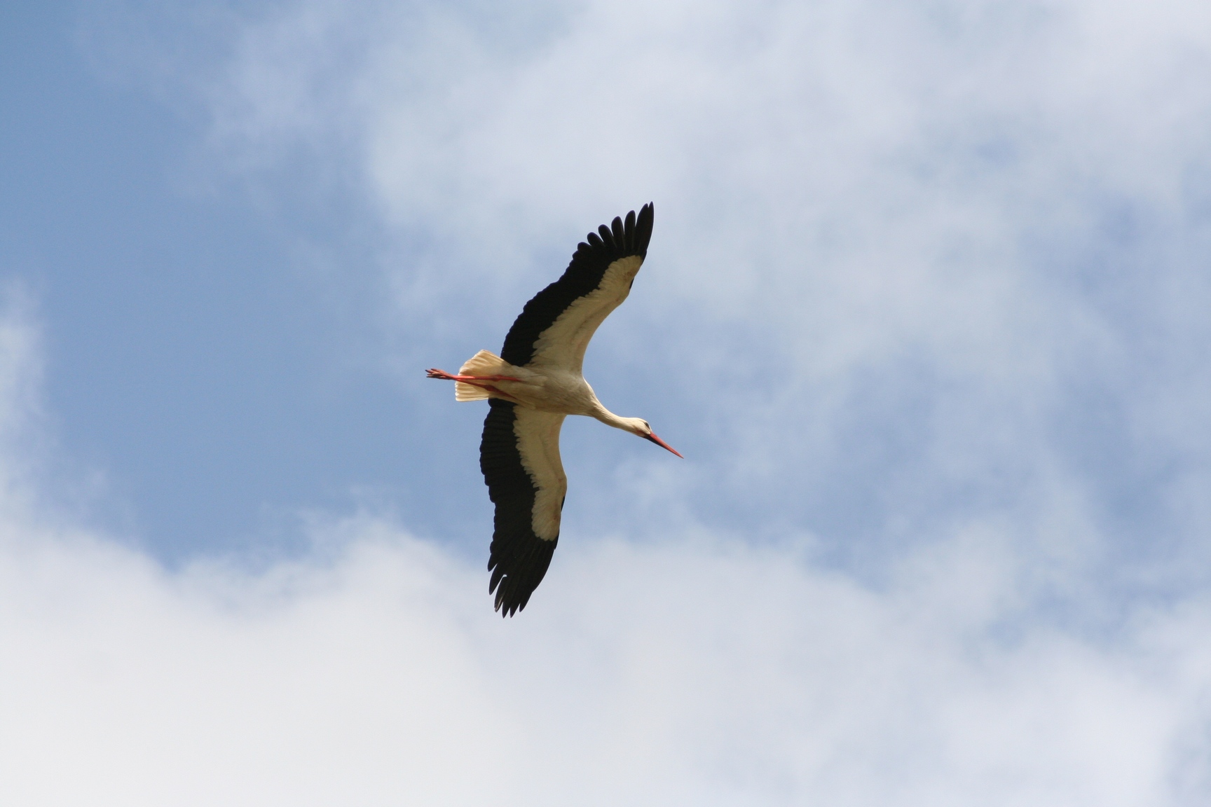 Fonds d'cran Animaux Oiseaux - Cigognes Cigogne