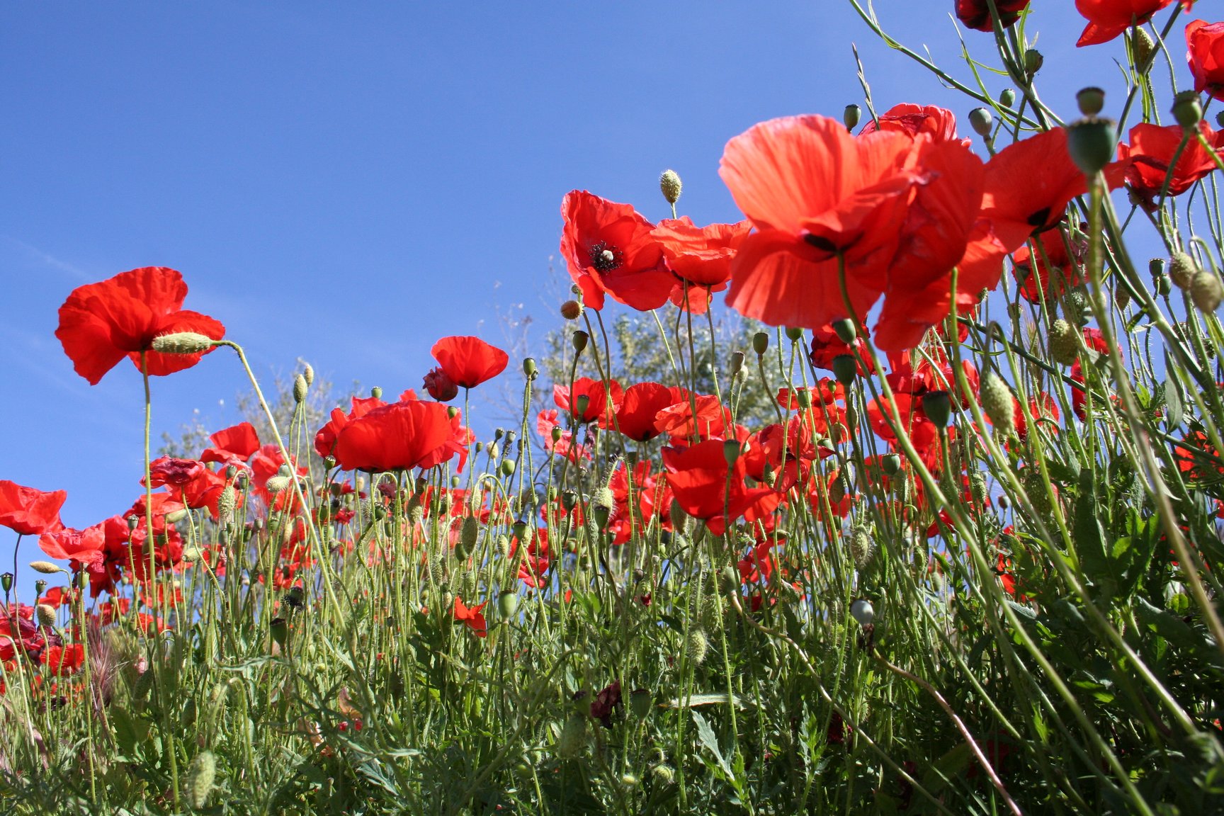 Fonds d'cran Nature Fleurs Couleurs de l't