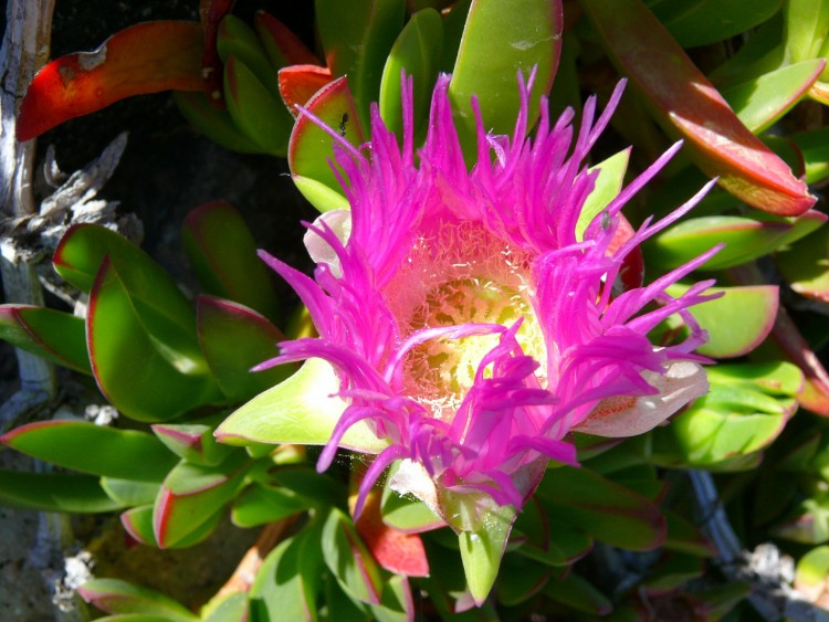 Fonds d'cran Nature Cactus GRECE  MAI  2007