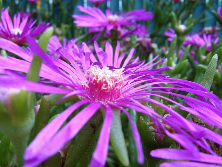 Fonds d'cran Nature Fleurs Fleur