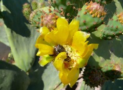 Fonds d'cran Nature gaillardes