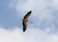 Fonds d'cran Animaux Cigogne