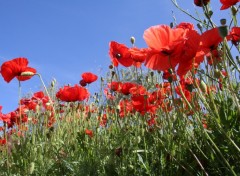 Fonds d'cran Nature Couleurs de l't