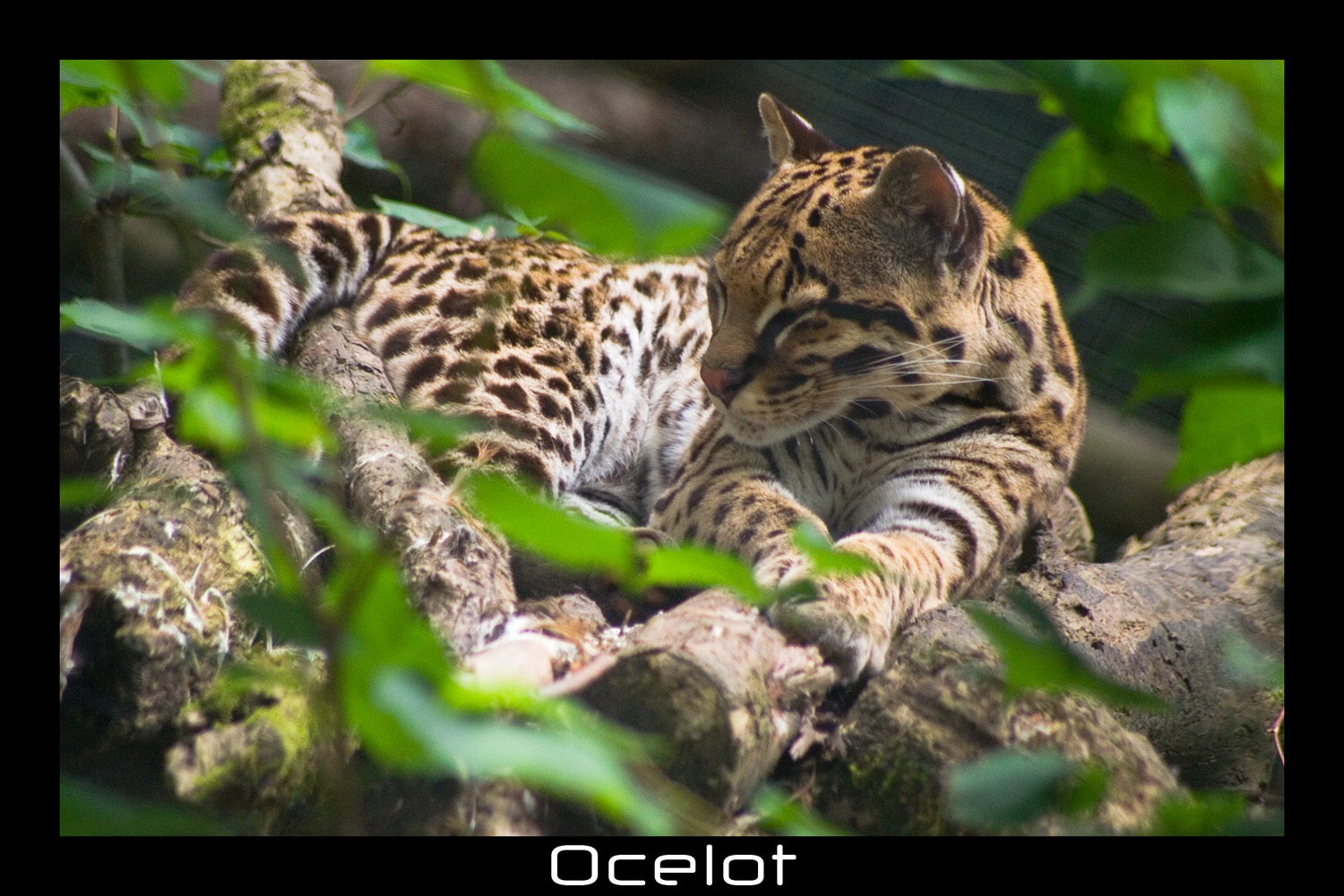 Fonds d'cran Animaux Flins - Ocelots, Margays et Oncilles Ocelot