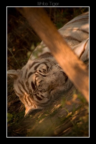 Wallpapers Animals Felines - Tigers Tigre blanc