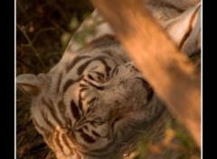 Fonds d'cran Animaux Tigre blanc