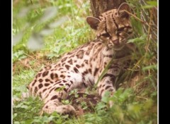 Fonds d'cran Animaux Chat sauvage