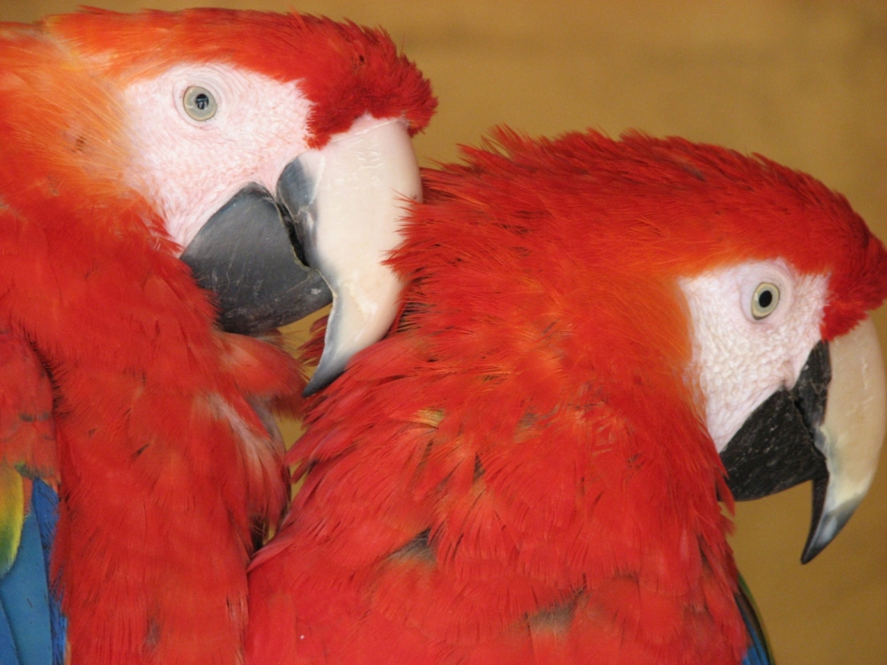 Fonds d'cran Animaux Oiseaux - Perroquets un petit couple de perroquets