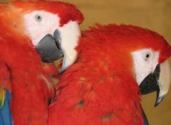 Fonds d'cran Animaux un petit couple de perroquets