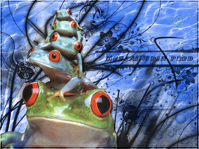 Wallpapers Animals Frogs - Toads grenouille prod