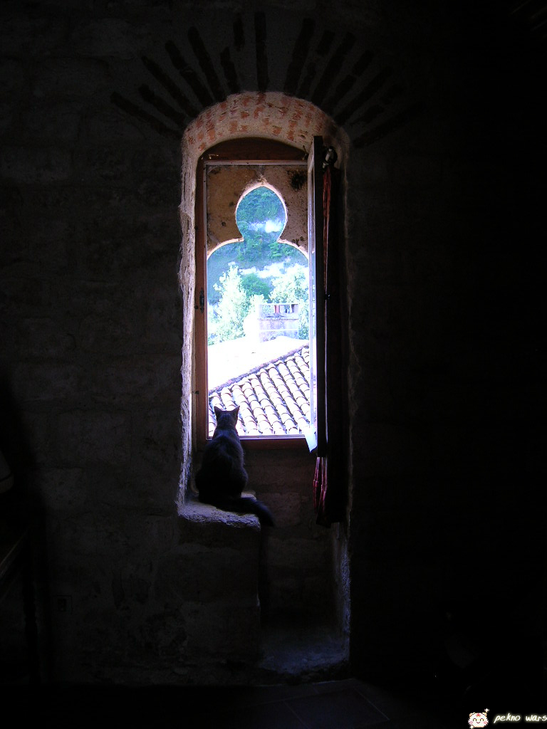 Fonds d'cran Animaux Chats - Chatons chat  la fentre