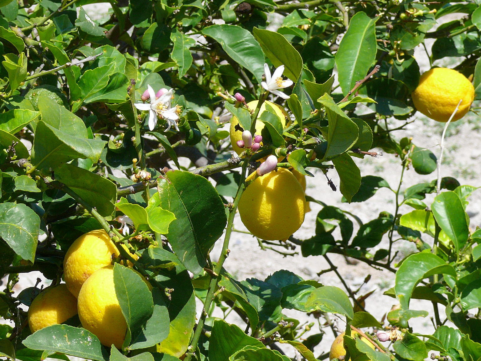 Wallpapers Nature Fruits GRECE  MAI  2007