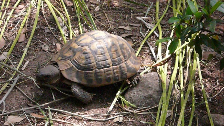 Fonds d'cran Animaux Tortues tortue