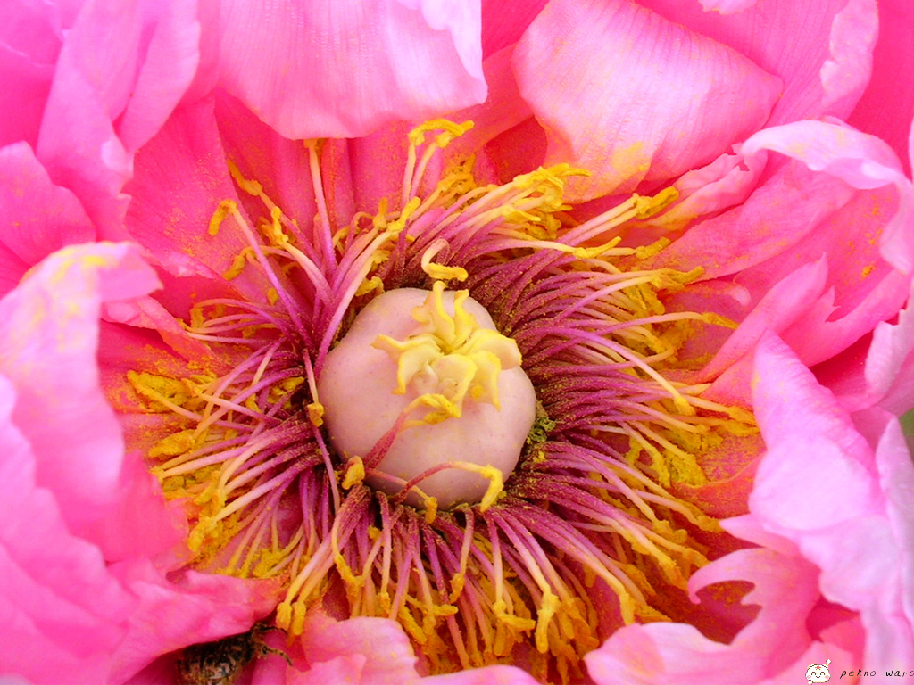 Fonds d'cran Nature Fleurs coeur de fleur