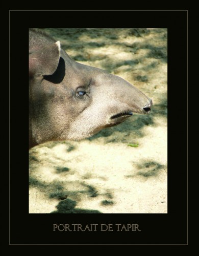 Wallpapers Animals Miscellaneous Portrait de tapir