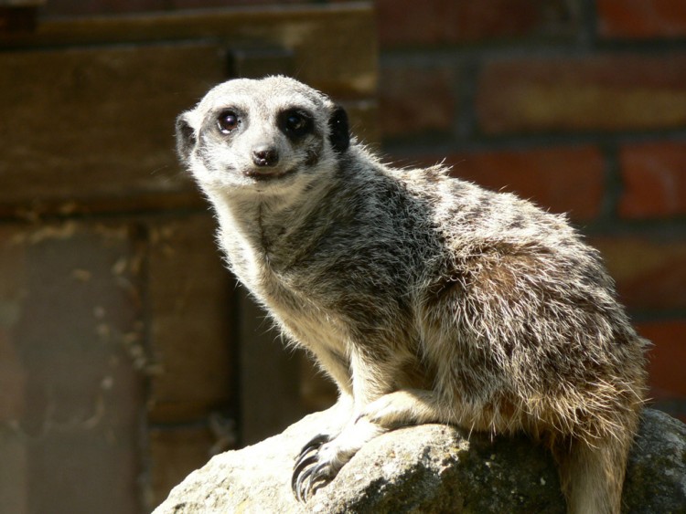 Wallpapers Animals Rodents - Misc Le suricate