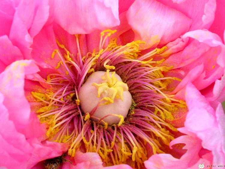 Fonds d'cran Nature Fleurs coeur de fleur