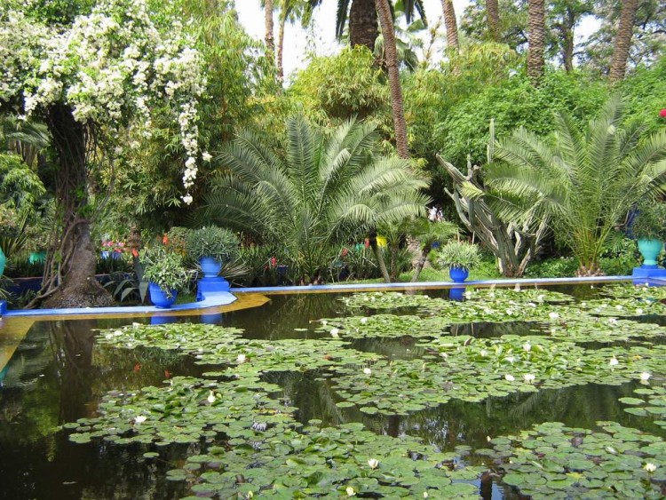 Wallpapers Nature Parks - Gardens jardin Majorelle  Marakech