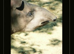 Wallpapers Animals Portrait de tapir