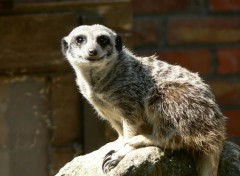 Wallpapers Animals Le suricate