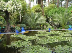 Wallpapers Nature jardin Majorelle  Marakech