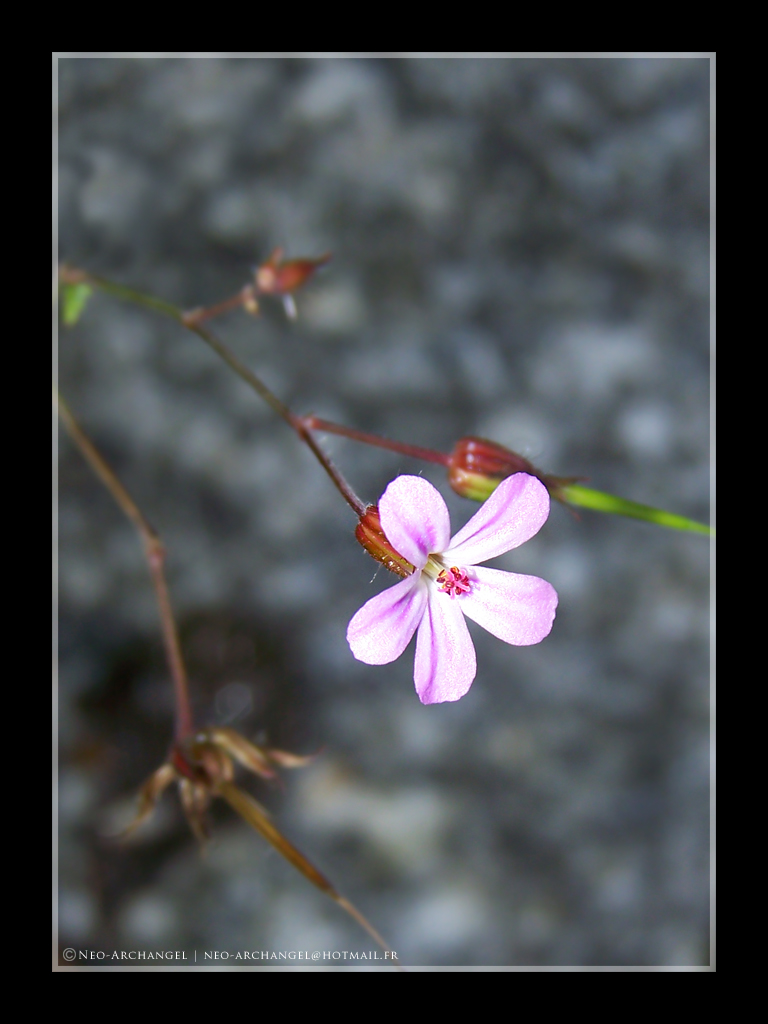 Wallpapers Nature Flowers De marbre mais fragile