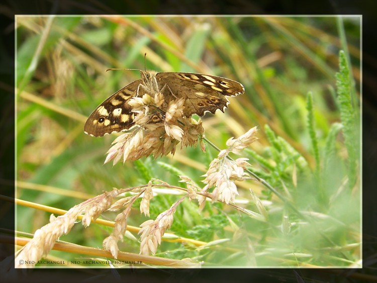 Fonds d'cran Animaux Insectes - Papillons L'envol ?