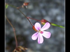 Fonds d'cran Nature De marbre mais fragile