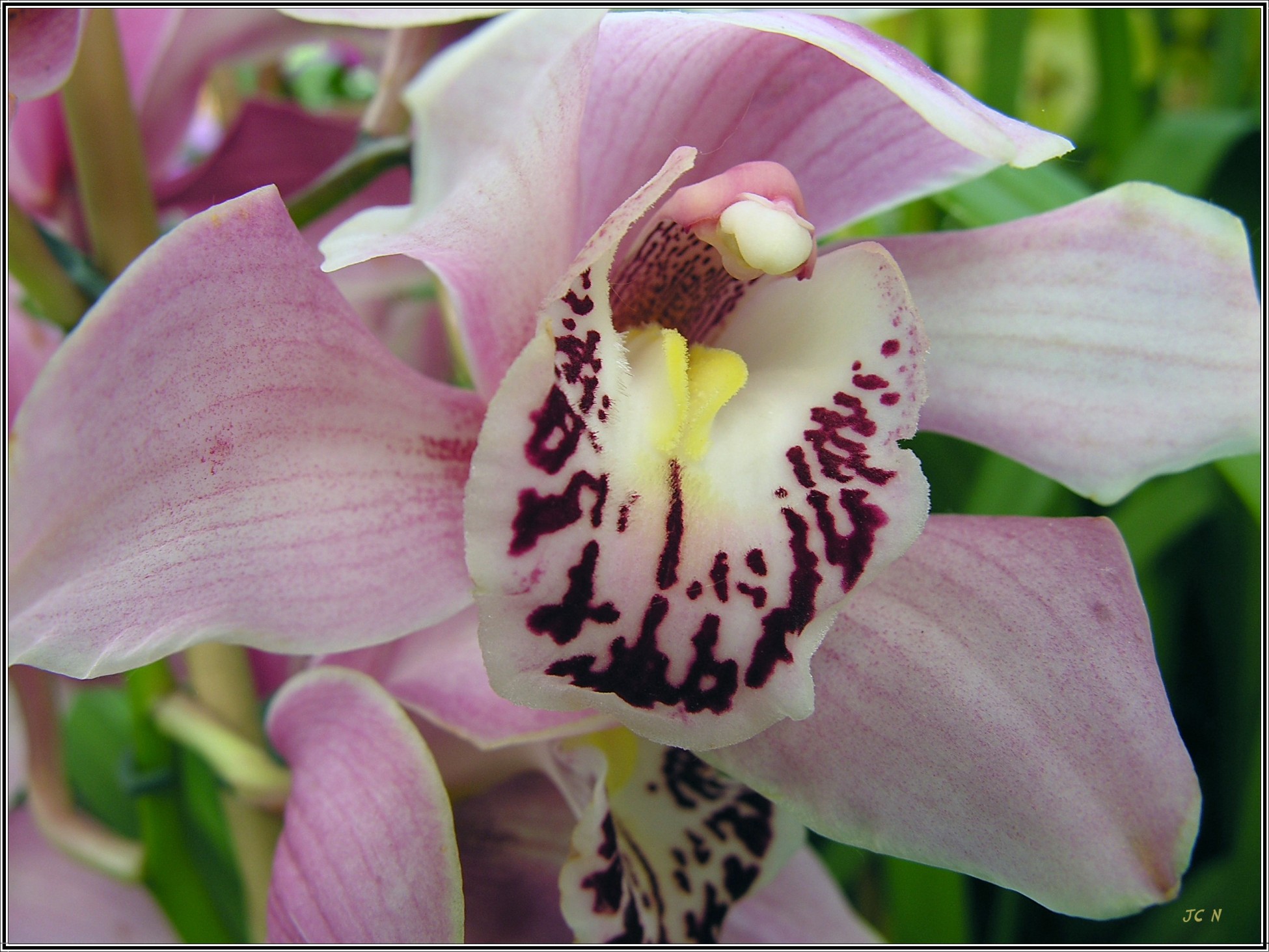 Fonds d'cran Nature Fleurs La reine des fleurs