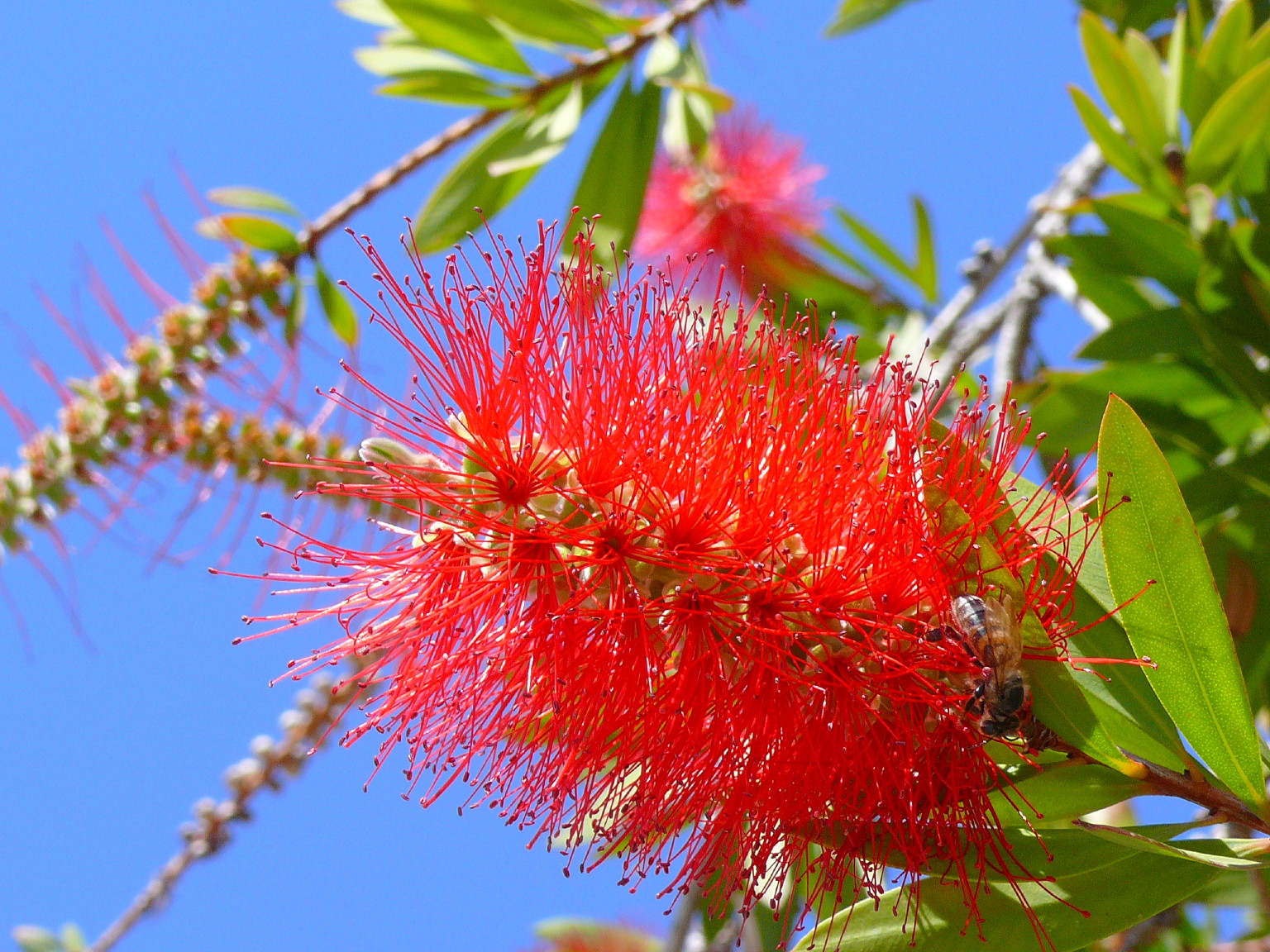 Fonds d'cran Nature Fleurs GRECE  MAI  2007