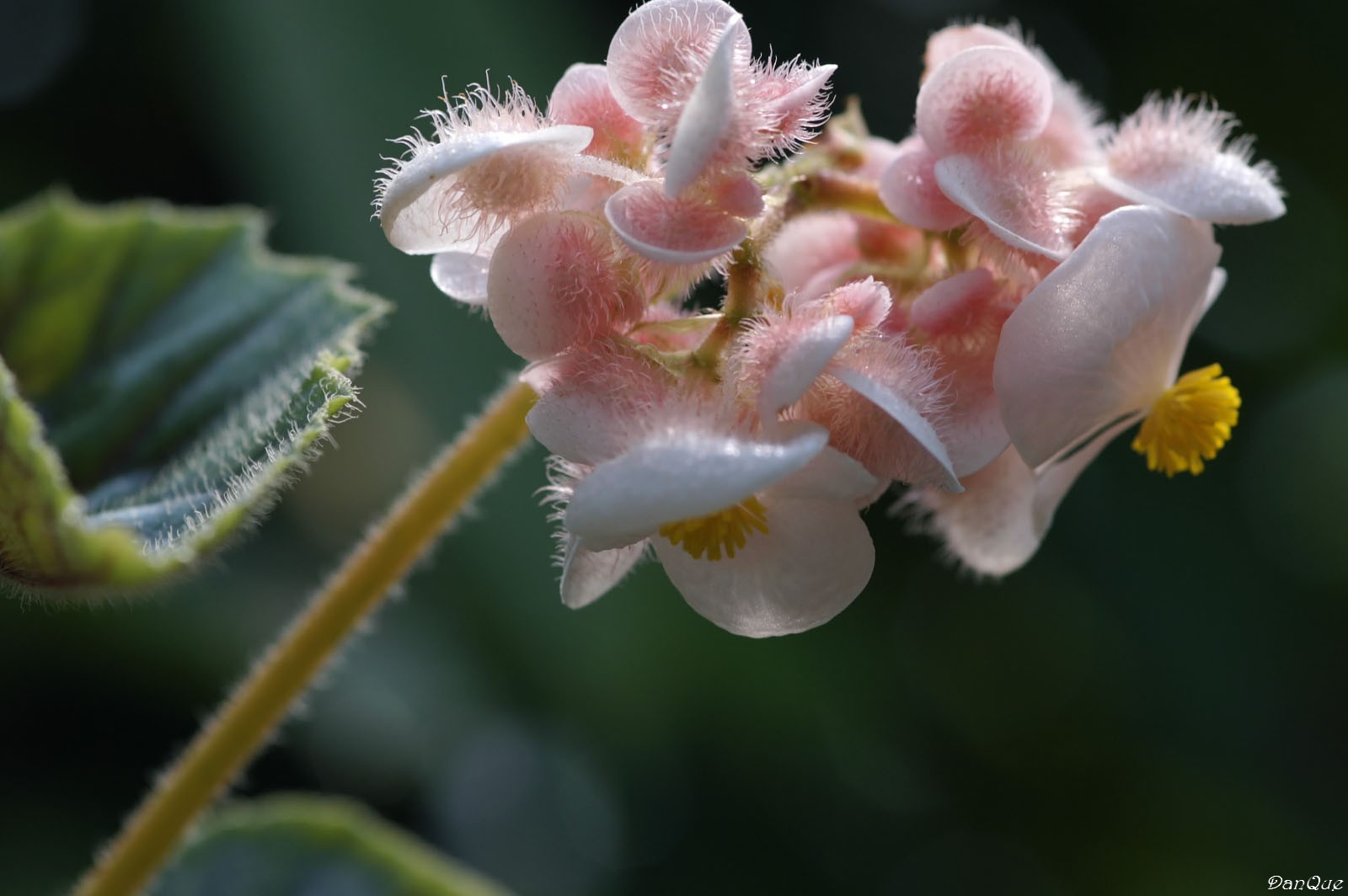 Wallpapers Nature Flowers Fleur tropical