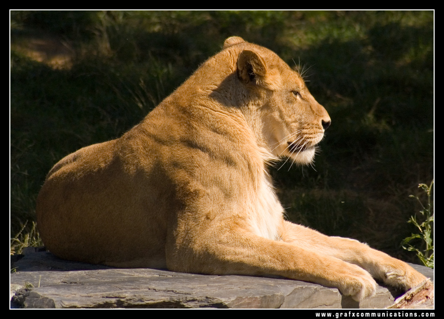 Fonds d'cran Animaux Flins - Lions lionne