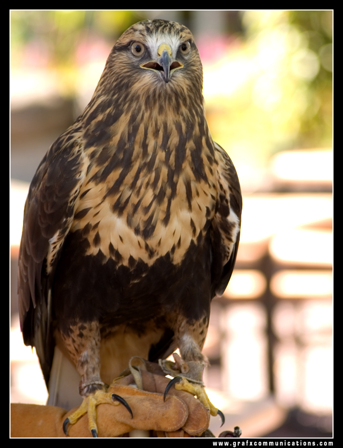 Fonds d'cran Animaux Oiseaux - Rapaces divers buse