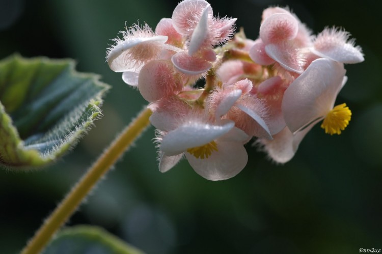 Wallpapers Nature Flowers Fleur tropical