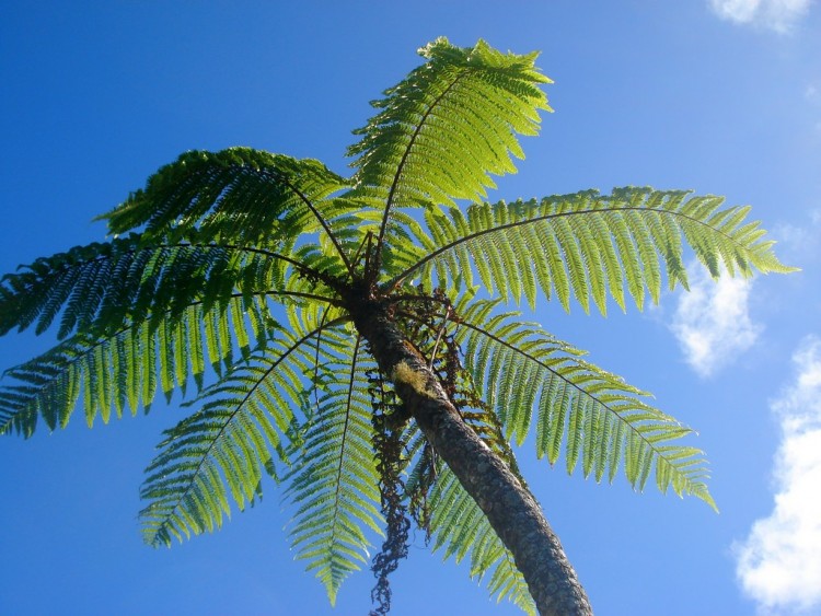 Wallpapers Nature Trees - Forests PARASOL  NATUREL