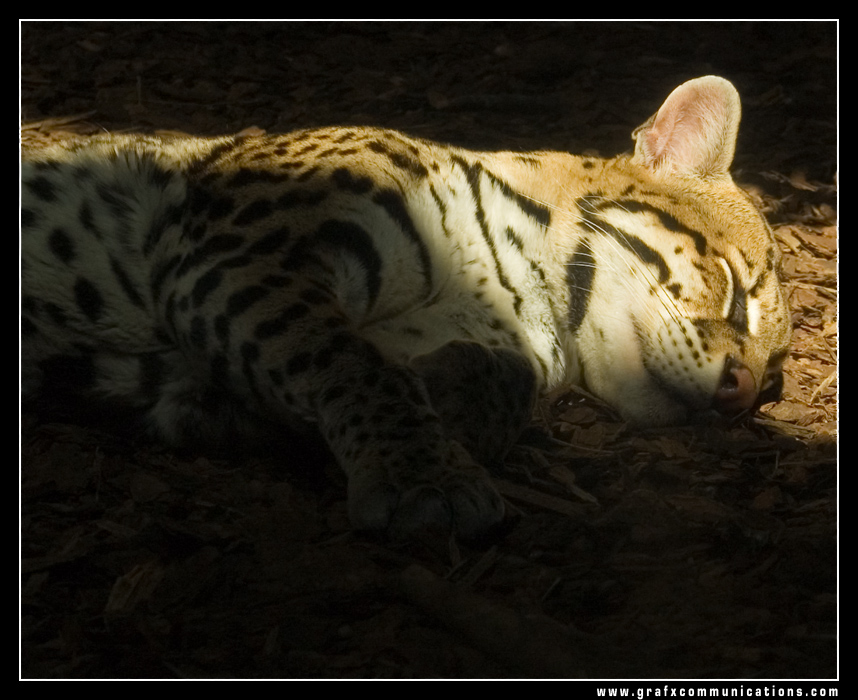 Wallpapers Animals Felines - Miscellaneous Ocelot