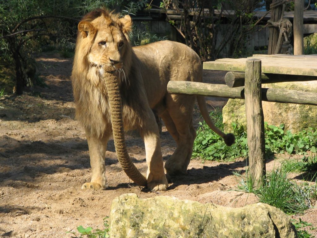 Wallpapers Animals Felines - Lions Le roi des animaux