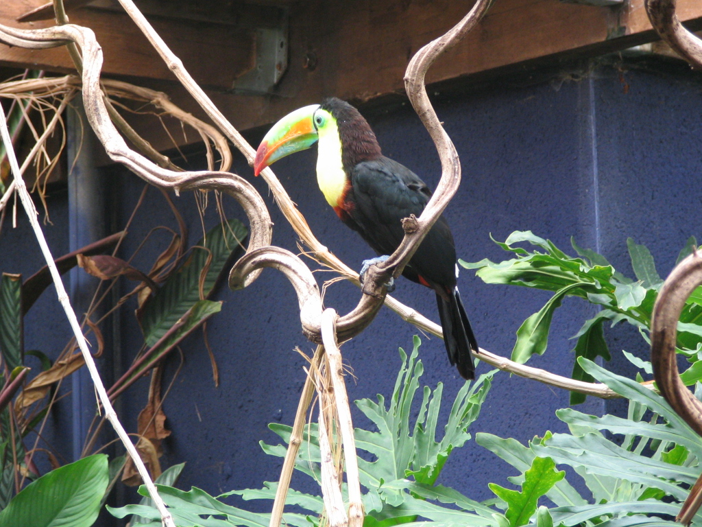 Fonds d'cran Animaux Oiseaux - Toucans Toucan