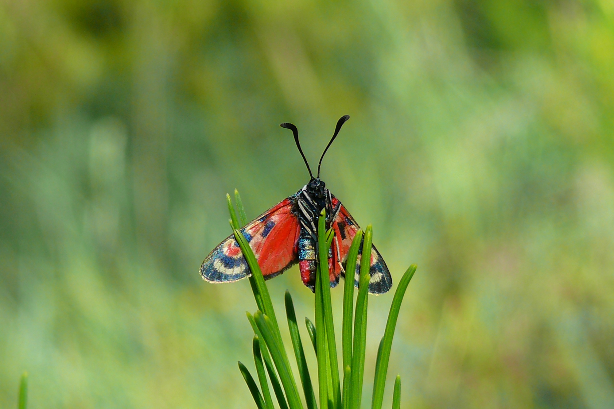 Fonds d'cran Animaux Insectes - Papillons PAPILLON