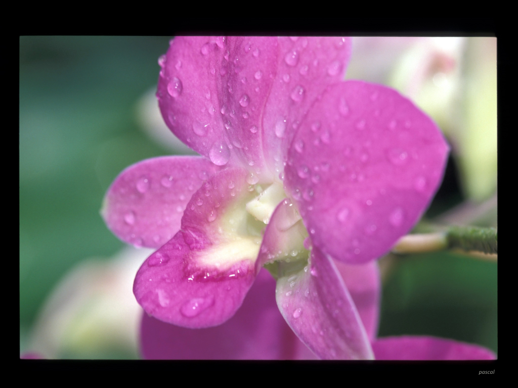 Fonds d'cran Nature Fleurs 