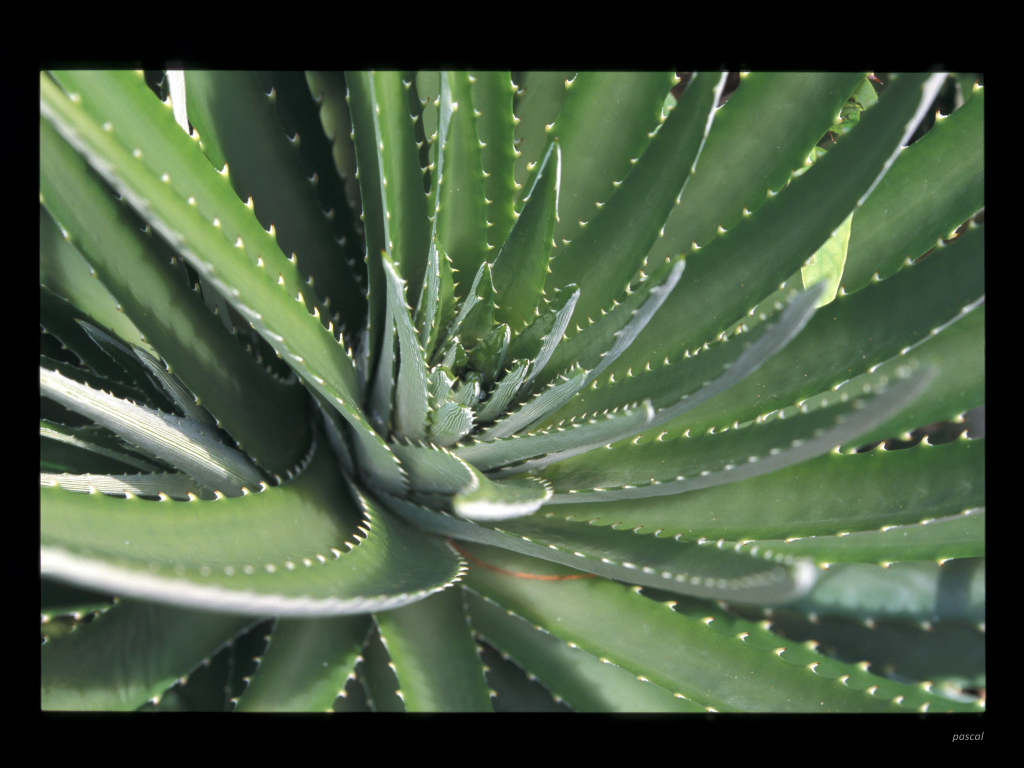 Fonds d'cran Nature Cactus 