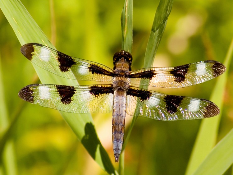 Wallpapers Animals Insects - Dragonflies libellule 2