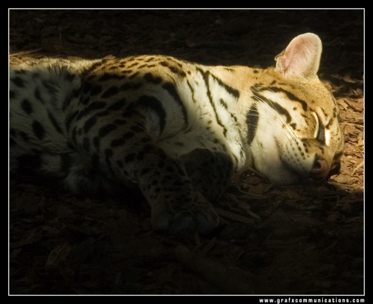 Wallpapers Animals Felines - Miscellaneous Ocelot