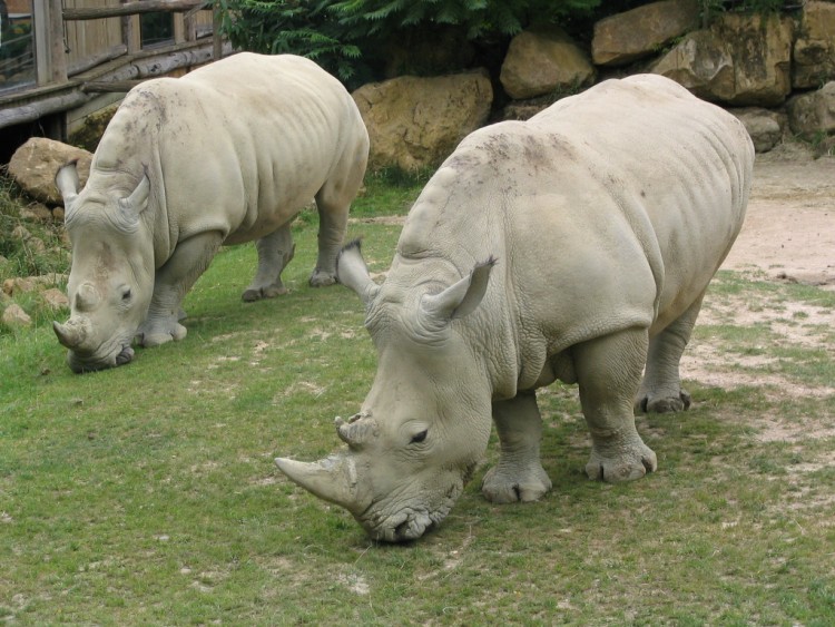 Wallpapers Animals Rhinoceros Rhino