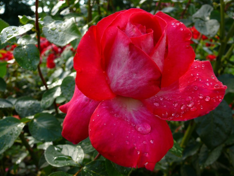 Fonds d'cran Nature Fleurs FLEURS DE MON JARDIN